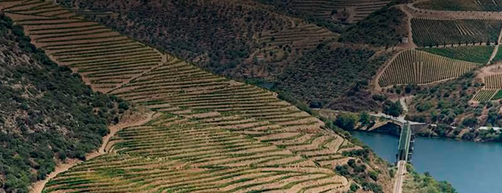 DOURO PORTO WINE FESTIVAL - A REGIÃO