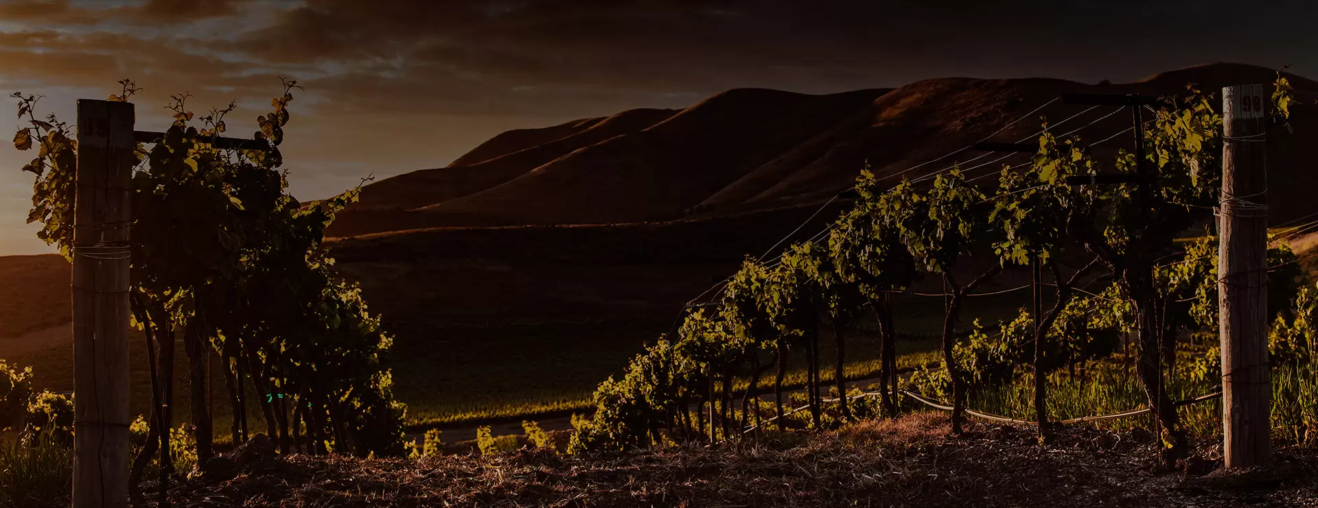 DOURO PORTO WINE FESTIVAL